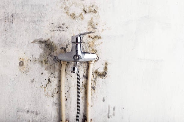 Best Residential Mold Removal  in Temple, PA