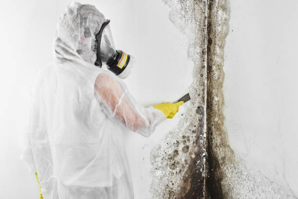 Best Professional Mold Removal  in Temple, PA