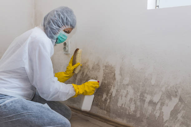 Best Commercial Mold Removal  in Temple, PA