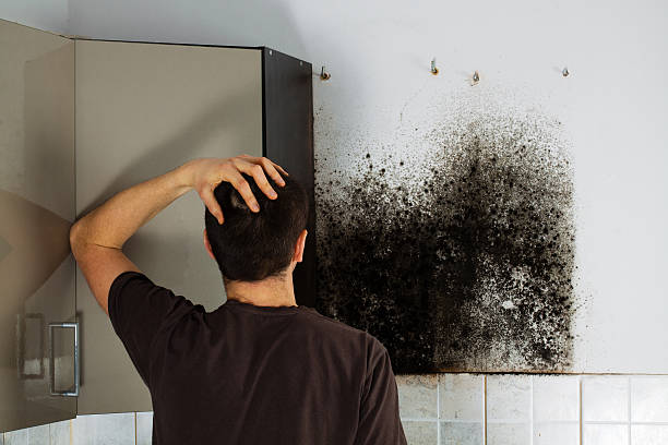 Mold Testing and Removal in Temple, PA