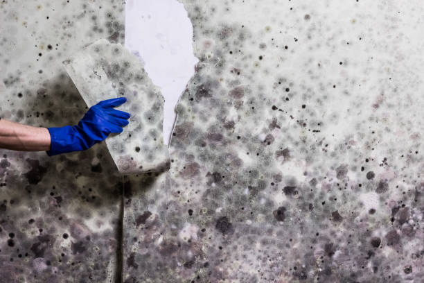 Professional Mold Removal in Temple, PA