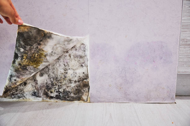 Best Mold Damage Repair  in Temple, PA
